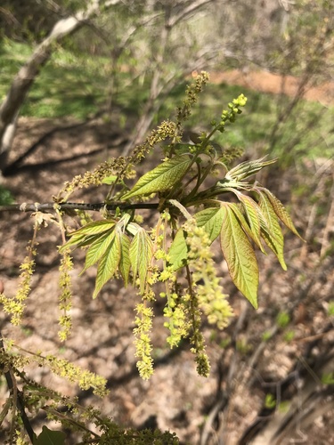 Henry's Maple (Acer henryi)