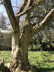 Acer henryi