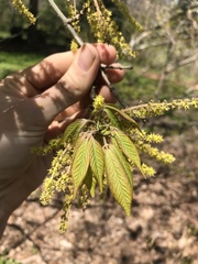 Acer henryi