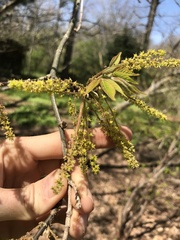 Acer henryi
