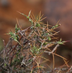 Amphiglossa triflora