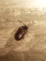 Microtheca ochroloma