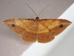 Pseudonadagara semicolor