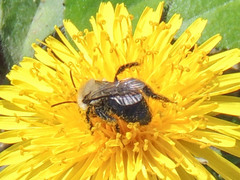 Andrena carlini