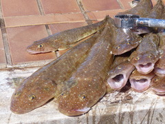 Platycephalus caeruleopunctatus