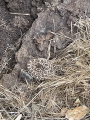 Crotalus oreganus helleri