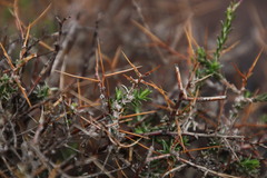 Amphiglossa triflora
