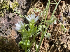 Cerastium fontanum