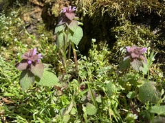 Lamium purpureum