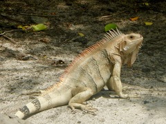 Iguana iguana insularis
