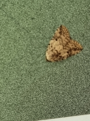 Tolpia conscitulana