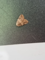 Tolpia conscitulana