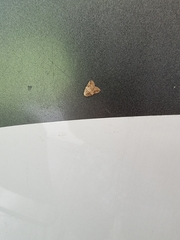 Tolpia conscitulana