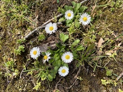 Bellis perennis