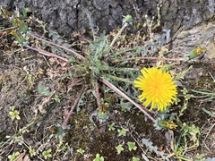 Taraxacum officinale