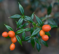 Alyxia oblongata