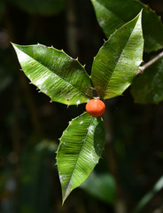 Alyxia grandis