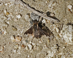 Hemipenthes morioides