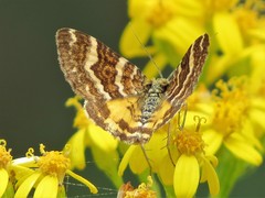 Chrysolarentia polycarpa