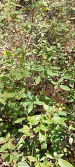 Rhodoreae