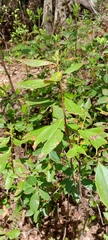 Rhodoreae