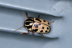 Cryptocephalus texanus