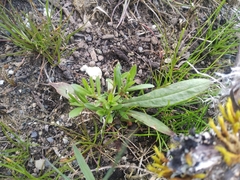 Collomia grandiflora