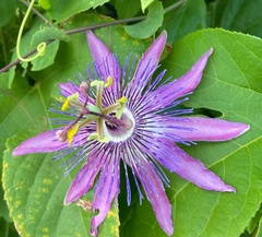 Passiflora × kewensis