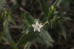 Spigelia hedyotidea