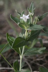 Spigelia hedyotidea