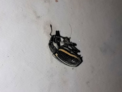 Diaprepes marginatus