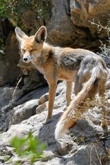 Vulpes vulpes