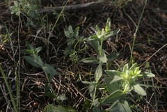 Spigelia hedyotidea