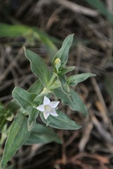 Spigelia hedyotidea