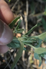 Spigelia hedyotidea