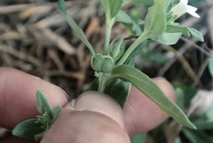 Spigelia hedyotidea