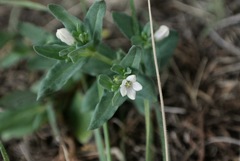 Spigelia hedyotidea