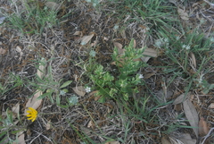 Spigelia hedyotidea