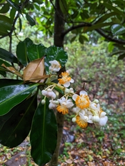 Calophyllum blancoi