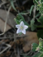 Spigelia hedyotidea