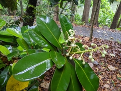 Calophyllum blancoi