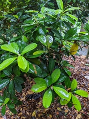 Calophyllum blancoi