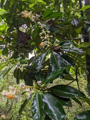Calophyllum blancoi