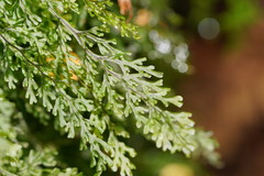 Hymenophyllum australe