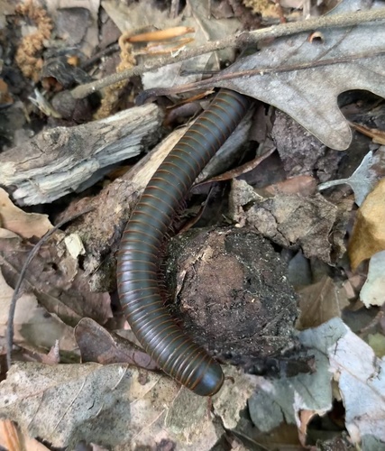 American giant millipede