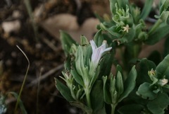 Spigelia hedyotidea
