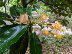 Calophyllum blancoi