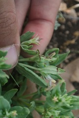 Spigelia hedyotidea