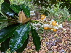 Calophyllum blancoi