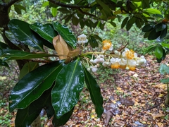 Calophyllum blancoi